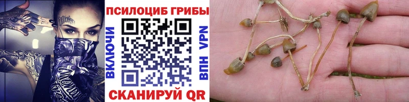 Псилоцибиновые грибы Magic Shrooms  shop Telegram  Оленегорск 